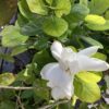 Jasmine Cape 3G (Gardenia Jasminoides)