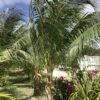 Coconut Palm Green (cocos nucifera) p/mtr