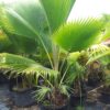 Fiji Fan palm ( pritchardia pasifica) p/mtr