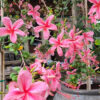 Hibiscus op stam 7G (Hibiscus rosa-sinensis)