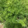 Varen - Sprengeri fern 3G (Asparagus Aethiopicus)