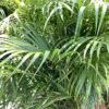 Areca palm - kerkpalm 15G