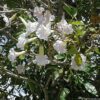 White Trumpet tree 7G  (Tabebuia Heterophylla)