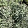 Euphorbia Stenoclada 3G