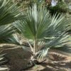 Lantania Loddigesii  palm p/m