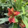 Jamaican Poinsettia 3G (Euphorbia Punicea)