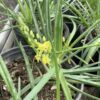 Bulbine yellow (Bulbine frutescens) 1G