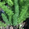 Varen - Foxtail fern 3G (Asparagus densiflorus)
