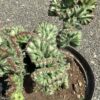 Cactus Cerus (hersencactus) 1G