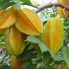 Carambola - Sterfruit