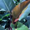 Philodendron Congo Rojo 3G