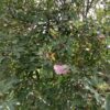 Trumpet Tree Pink - Tabebuia 25G