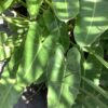 Philodendron Burle Marx 3G