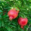 Pomegranate 7G
