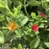 Mesembryanthemum Cordyfolium 1G  IJskruid