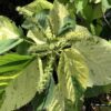 Acalypha Wilkesiana green/white 3G  (Copperleaf)