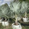 Bismarckia Palm p/mtr