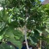 Ficus green island- Microcarpa  op stam 7G