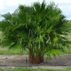 Chinese Fan Palm Double p/mtr