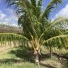 Coconut Palm (cocos nucifera) p/mtr