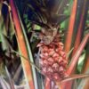 Ananas Lucidus - red pineapple 3G