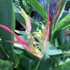 Heliconia 3G ( Lady Di )