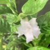 Jasmine coffee rose  - Tabernaemontana divaricata 7G