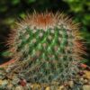 Cactus Mammilaria 1G