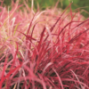 Fountaingrass 3G rood (Pennisetum)