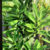 Euphorbia Neriifolia 3G