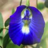 Blue Butterfly Pea - Clitoria 3G