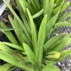 Spider lily - Hymenocallis Speciosa /Agapanthus 3G
