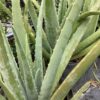 Aloe Vera 3G (Aloe barbadensis miller)