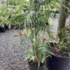 Bamboe palm 7G (Chamadorea Seifrizii)