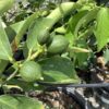 Citrus Key Lime 3G/7G (citrus aurantifolia)