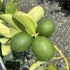 Citrus Persian Lime 3G/ 7G (citrus latifolia)