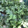 Ficus Repens - Creeping fig 1G (ficus pumila)