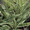 Flax lily 3G (Dianella tasmanica 'variegata')