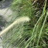Fountaingrass 3G wit (Pennisetum)