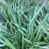 Gras groen (Pennisetum) 1G