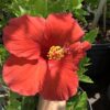 Hibiscus 7G (Hibiscus rosa-sinensis)