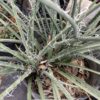 Yucca Red 3G (Hesperaloe parviflora) Aloe