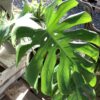 Philodendron Monstera 3G (Monstera deliciosa)