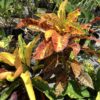 Croton Div. 3G (codiaeum variegatum )