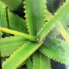 Aloe 3G (Arborescens)