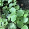 Cissus Rotundifolia 1G