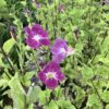 Chinese Violet  div kleuren 1G (Asystacia Gangetica)