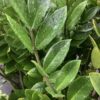 ZZ Plant (Zamioculcas Zamiifolia)3G