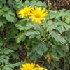 Mexican Sunflower (Tithonia Diversifolia)