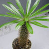 Madagascar palm 1G (pachypodium lamerei)